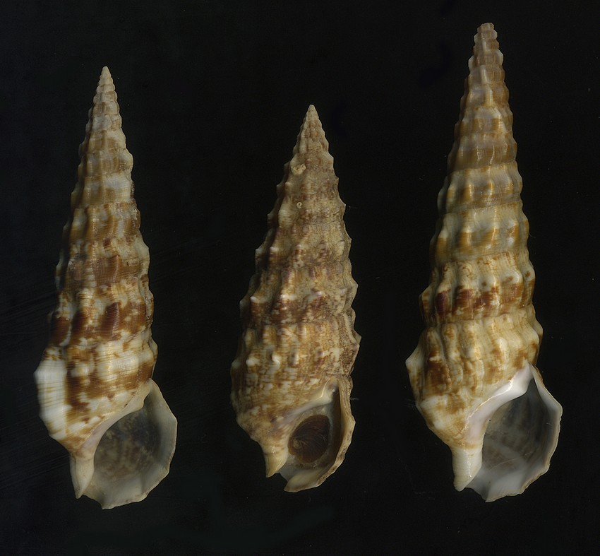 Cerithium vulgatum